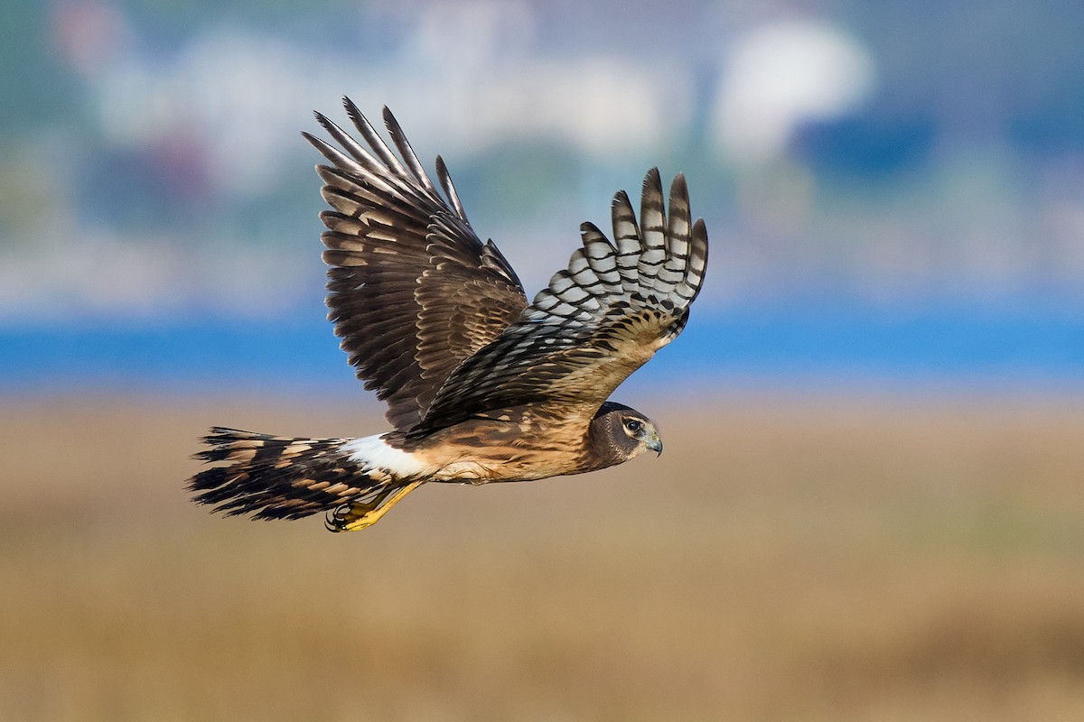 moták severoamerický - ML646373138