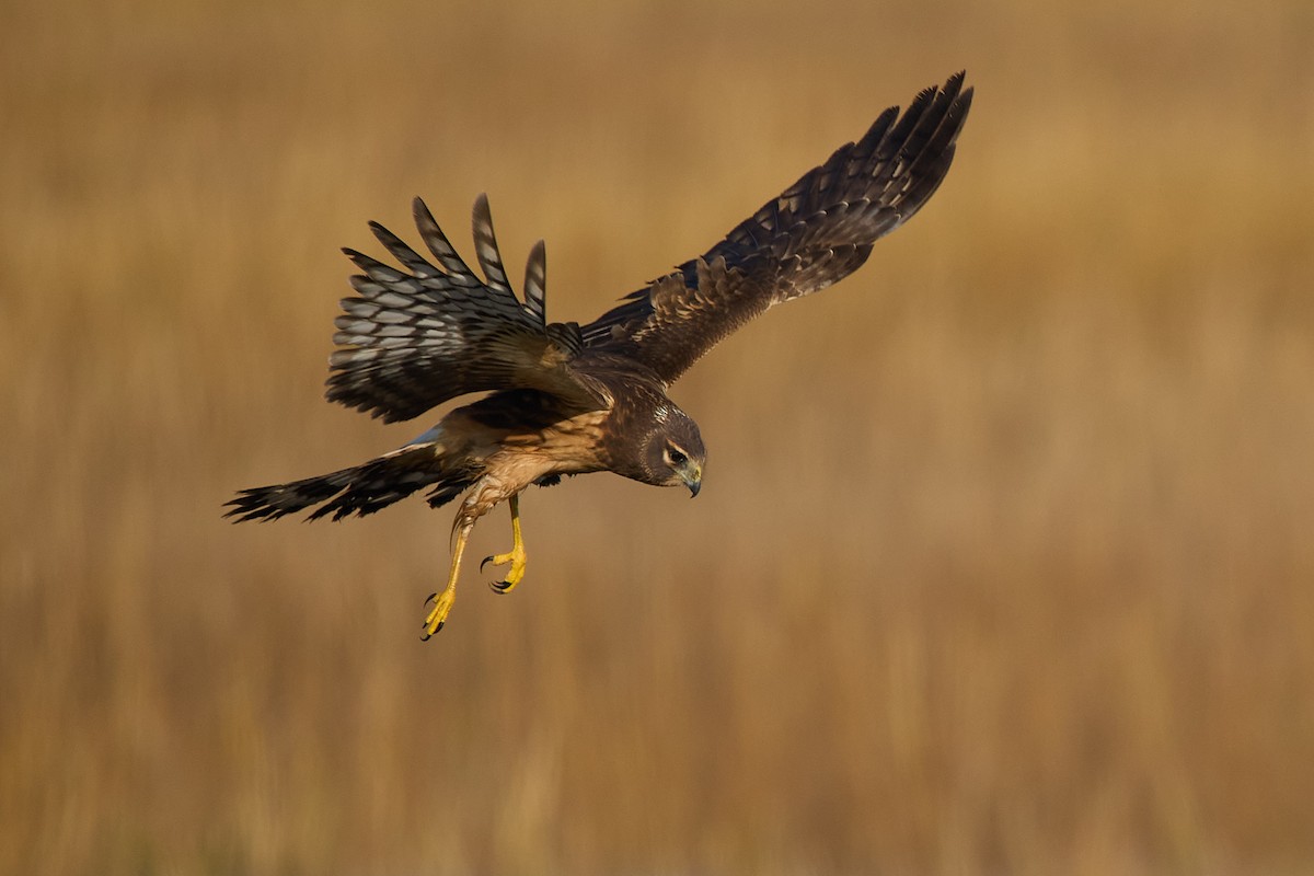 moták severoamerický - ML646373139