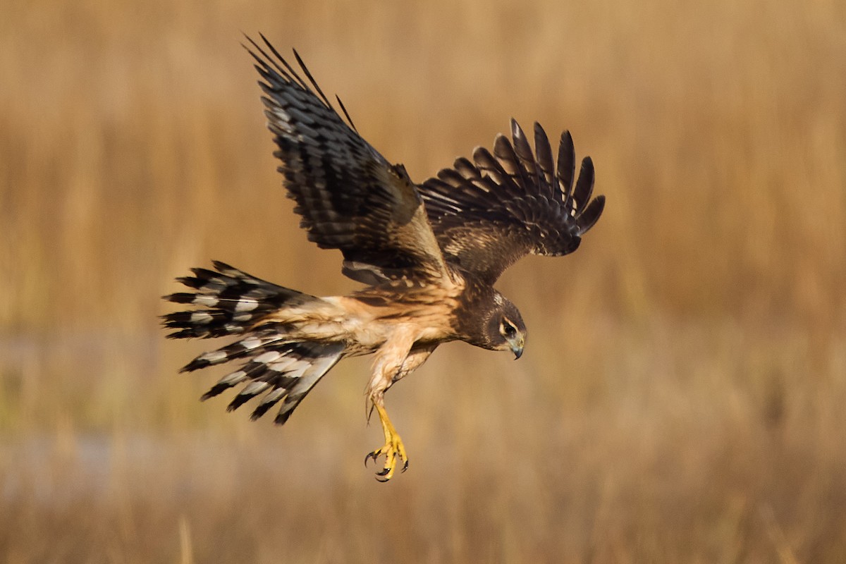 moták severoamerický - ML646373140