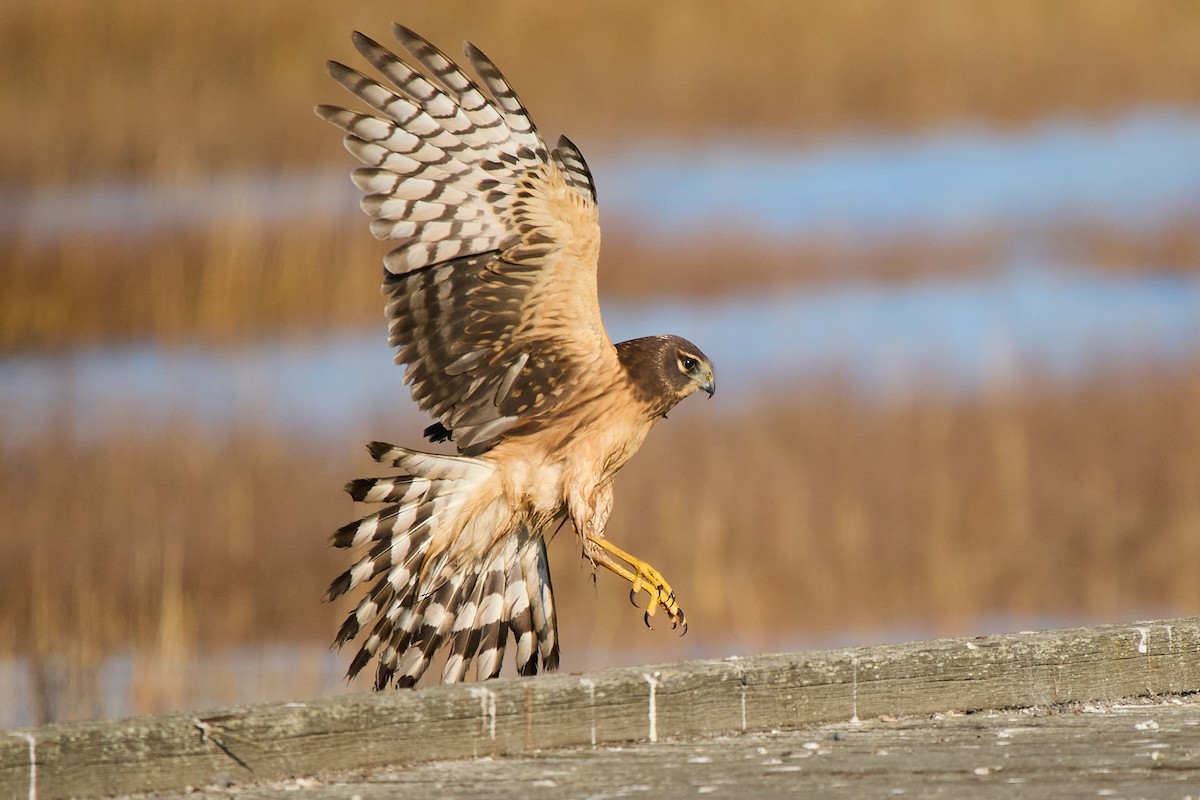 moták severoamerický - ML646373141