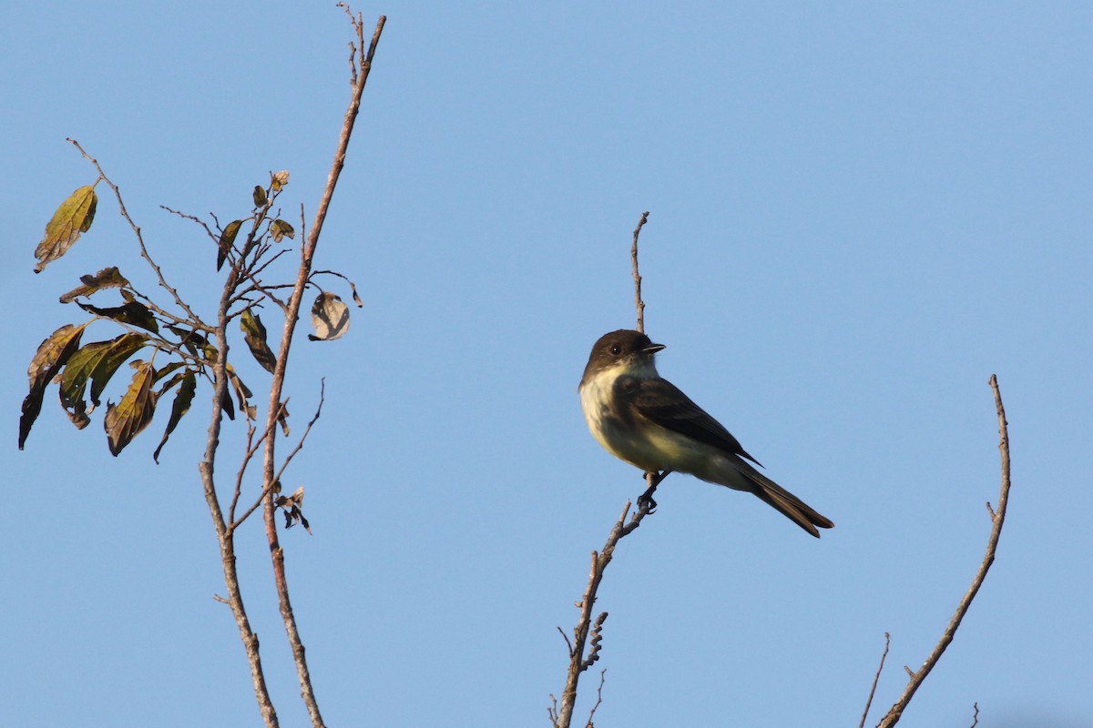 Eastern Phoebe - ML646373142