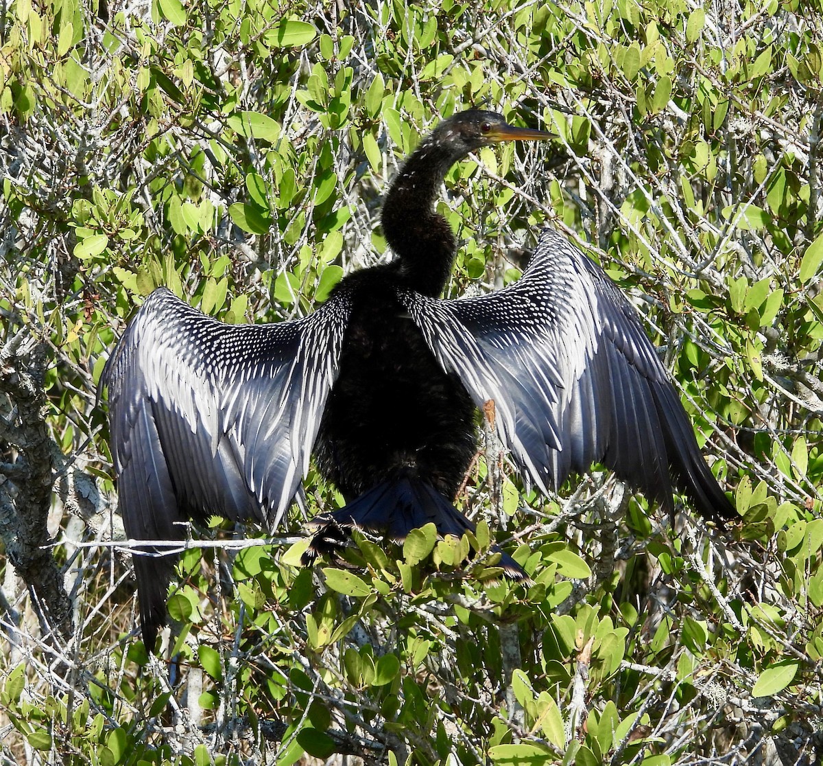 Anhinga - ML646373144
