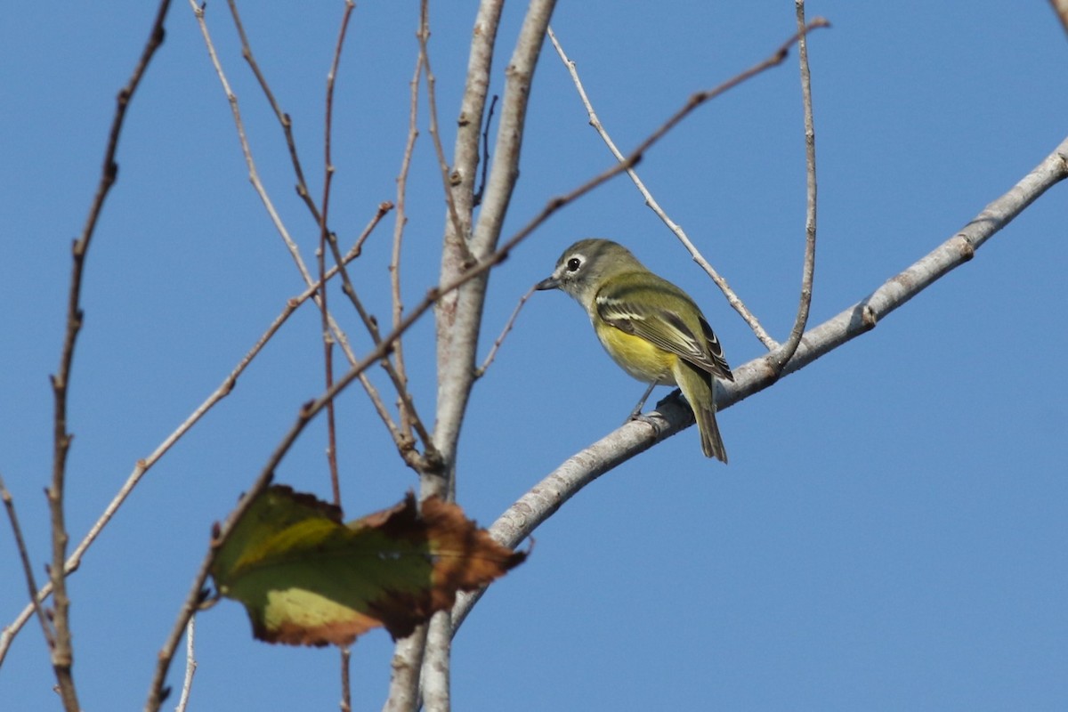 Blue-headed Vireo - ML646373149