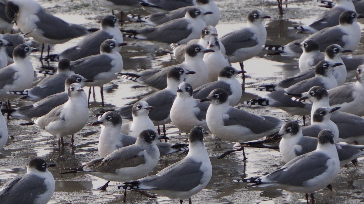 Gaviota Pipizcan - ML646373169