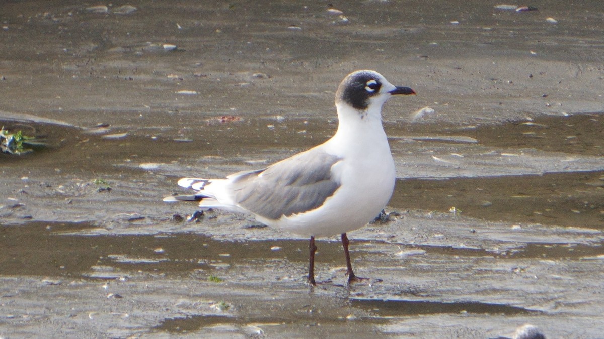 Gaviota Pipizcan - ML646373171