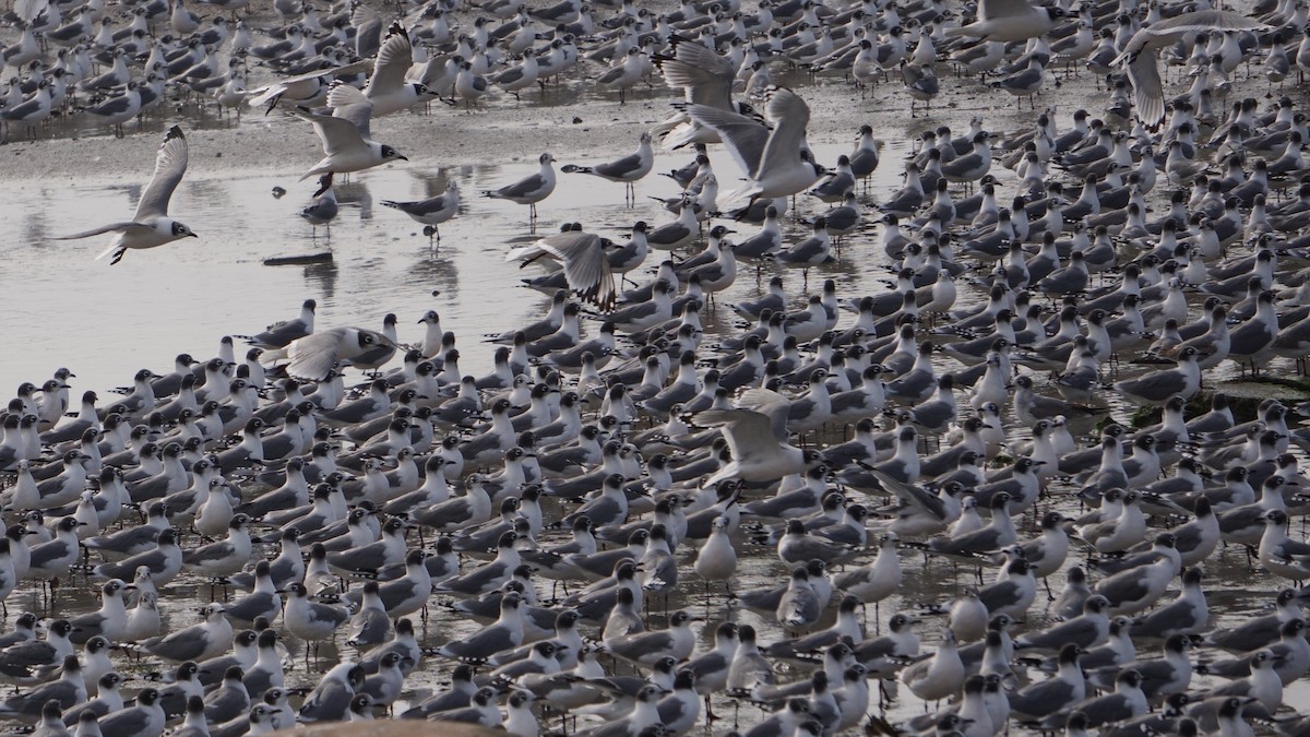 Gaviota Pipizcan - ML646373173