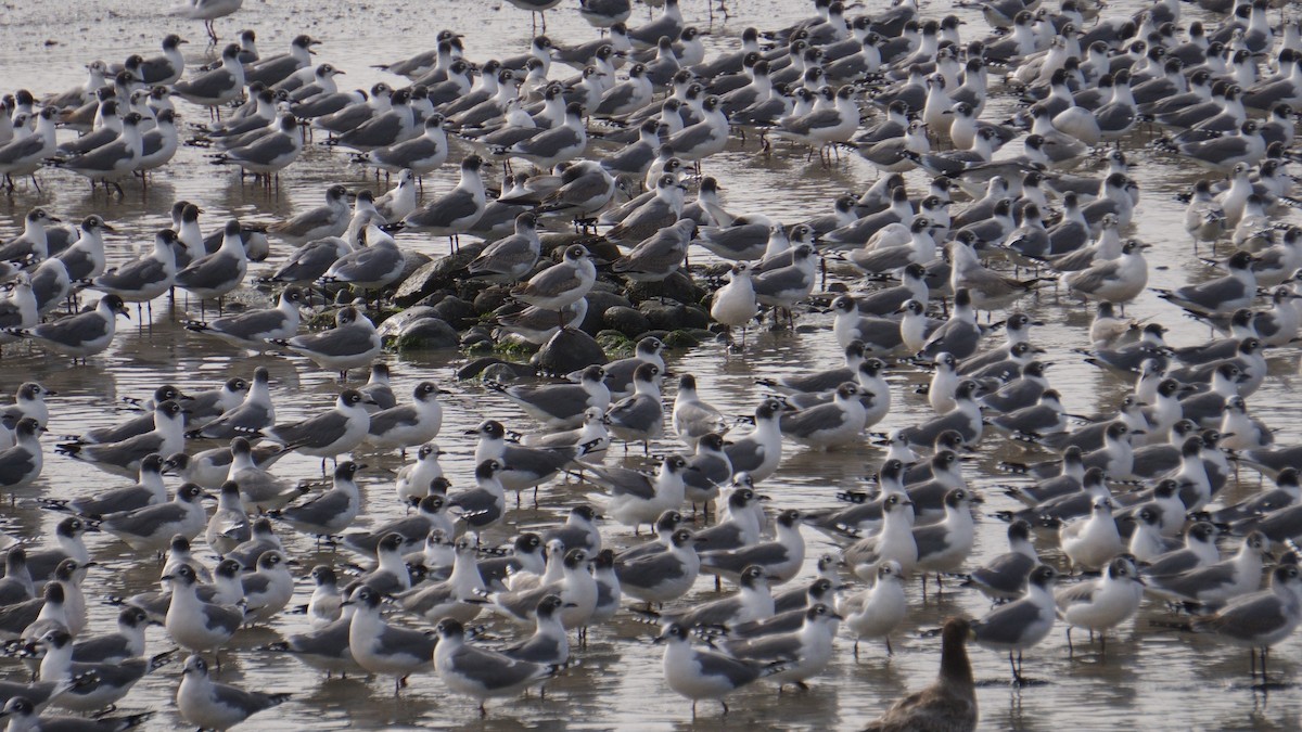 Gaviota Pipizcan - ML646373174