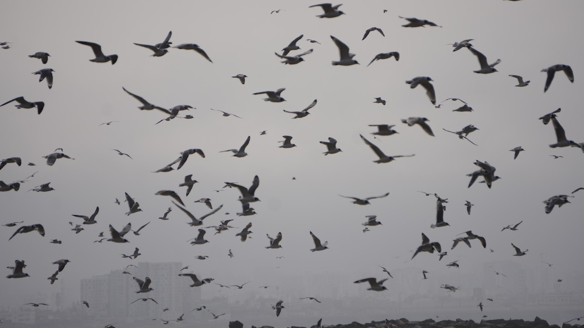 Gaviota Pipizcan - ML646373175