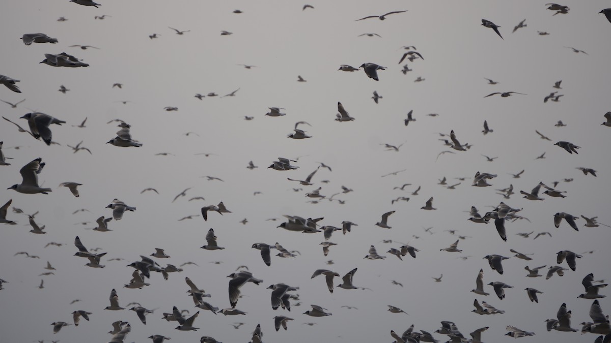 Gaviota Pipizcan - ML646373176