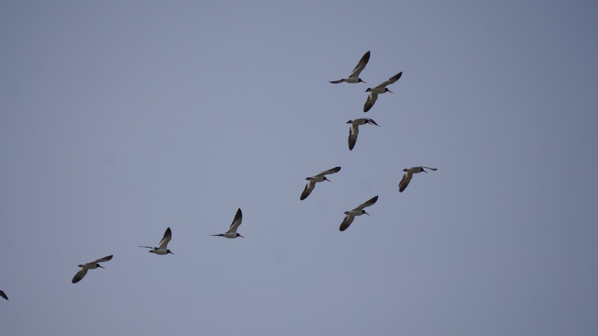 Gaviota Pipizcan - ML646373177