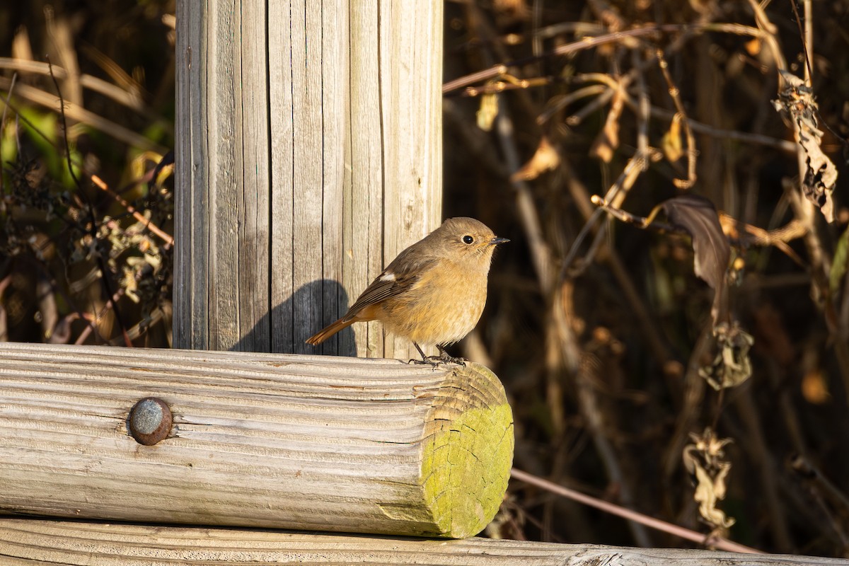 חכלילית סיבירית - ML646373200