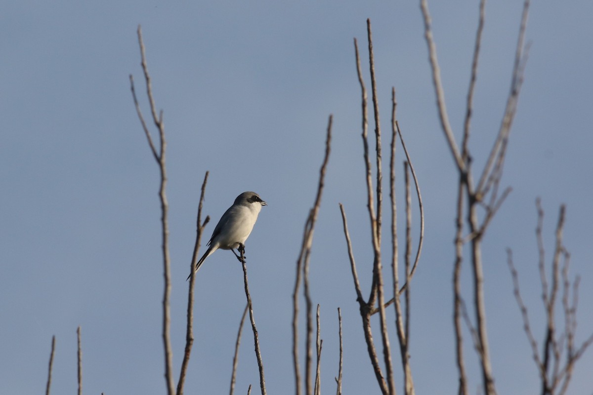 Loggerhead Shrike - ML646373204