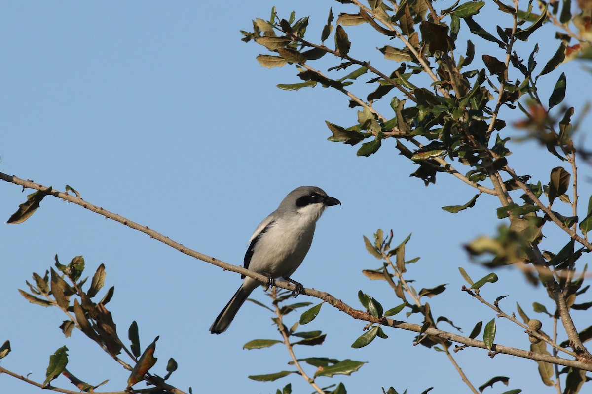 Loggerhead Shrike - ML646373205