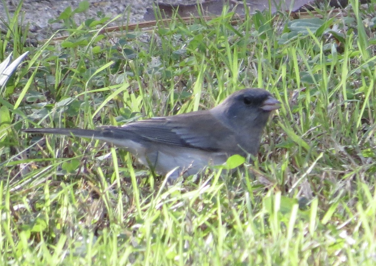 Dark-eyed Junco (Slate-colored/cismontanus) - ML646373208