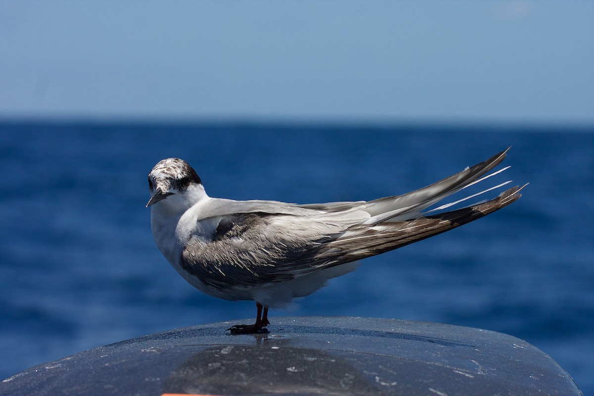 Common Tern - ML64637321