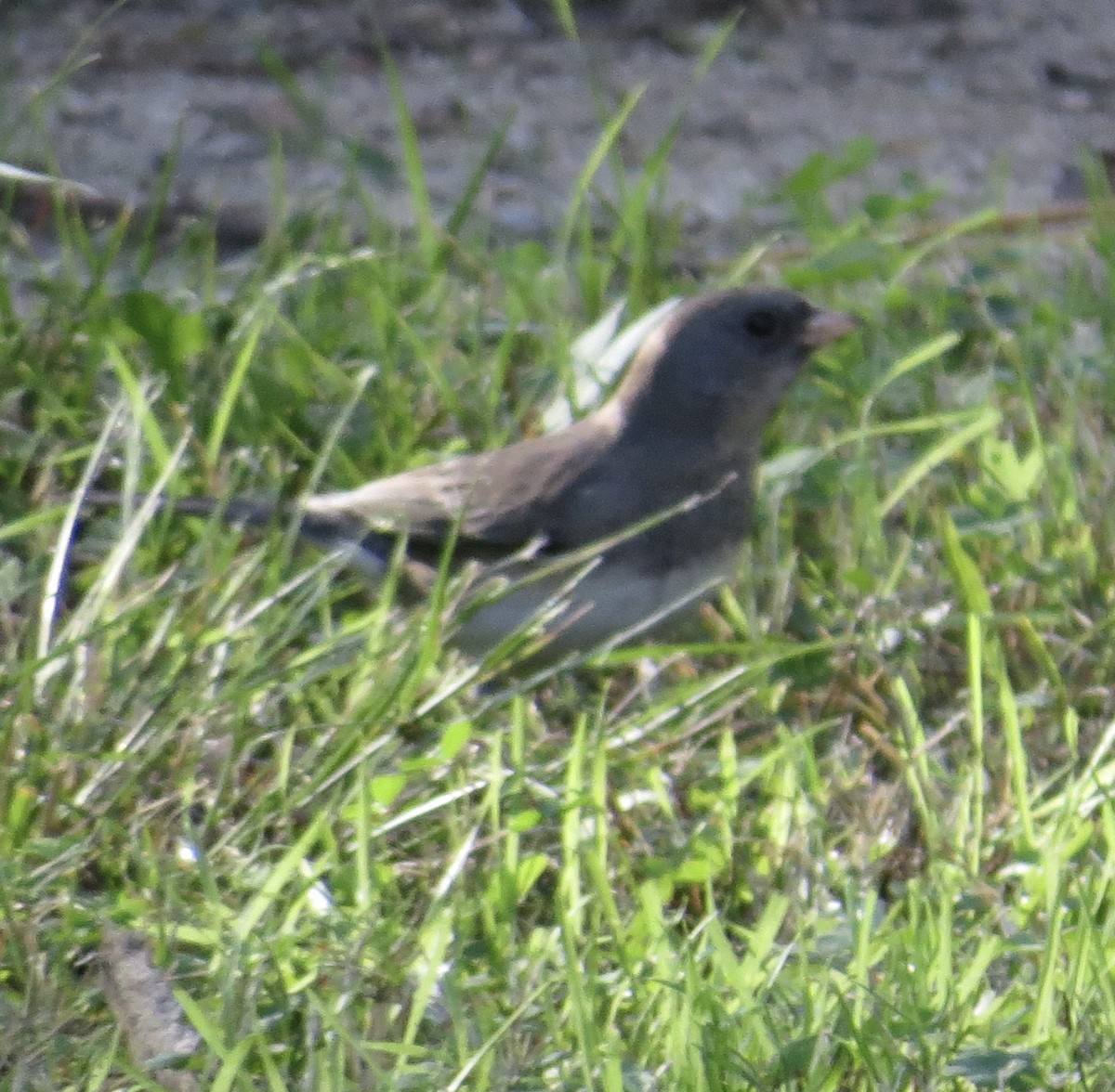 Dark-eyed Junco (Slate-colored/cismontanus) - ML646373211