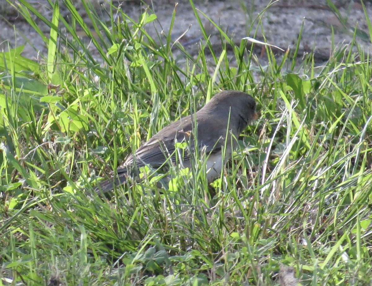 Dark-eyed Junco (Slate-colored/cismontanus) - ML646373213