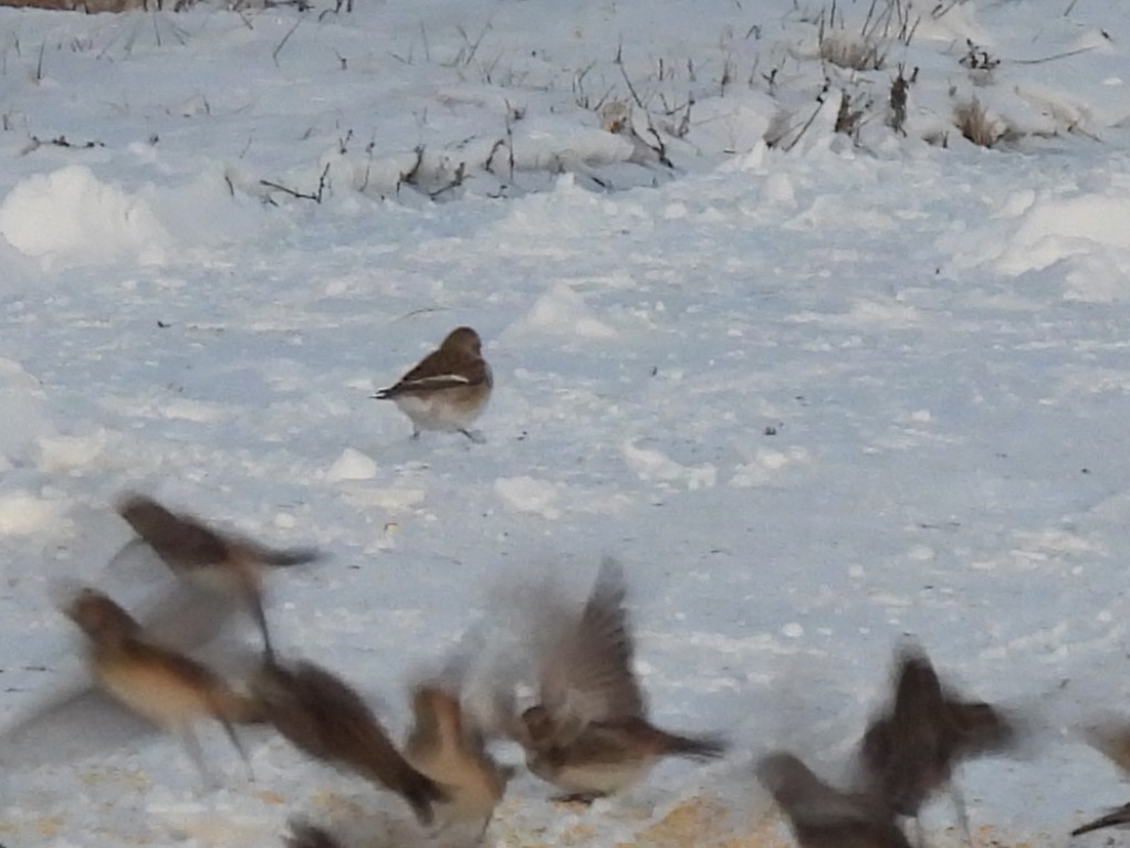 Snow Bunting - ML646373214