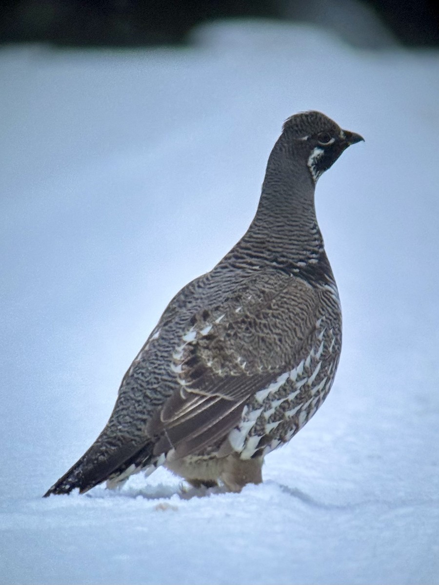 Spruce Grouse - ML646373216