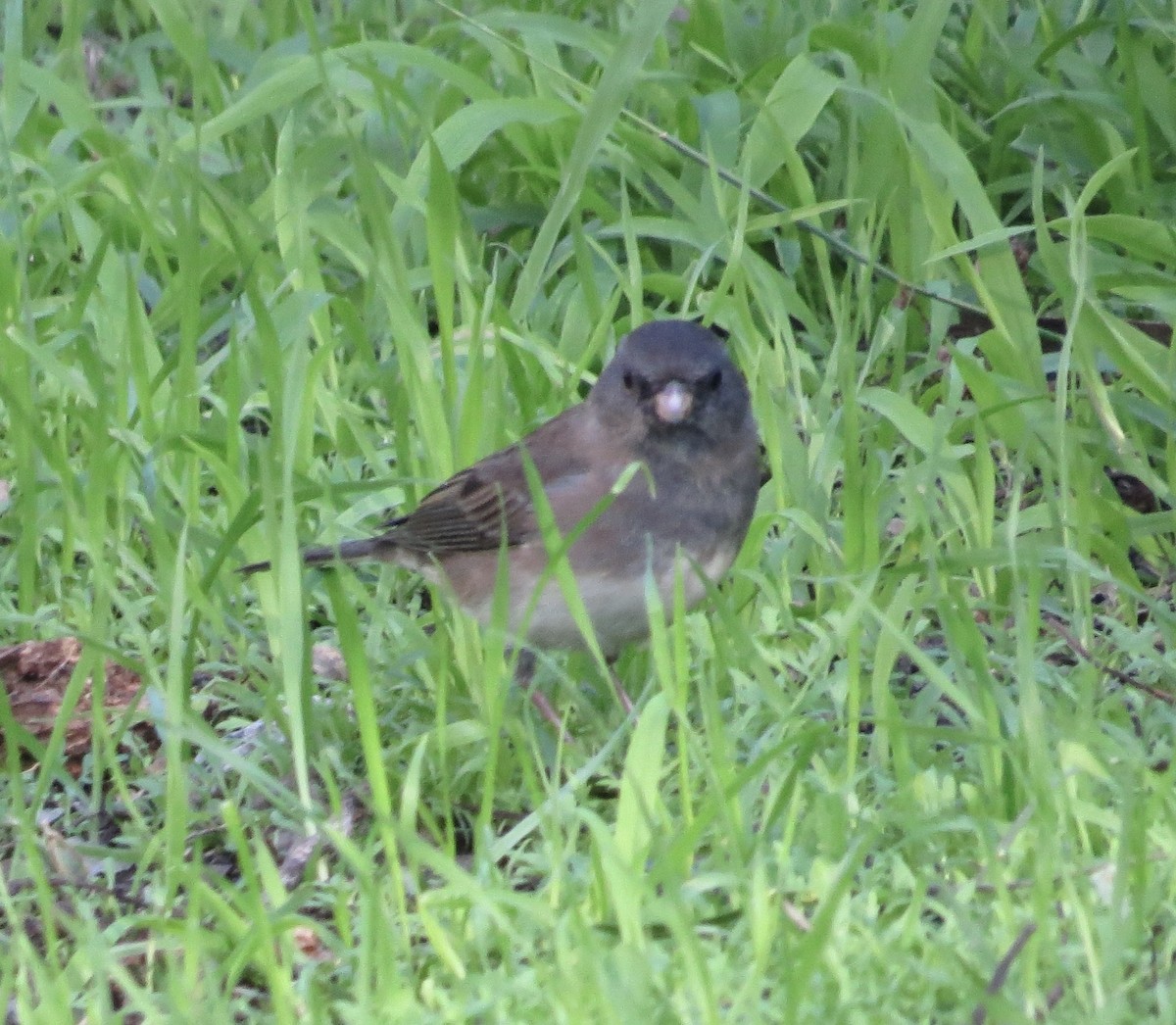 Dark-eyed Junco (Slate-colored/cismontanus) - ML646373218