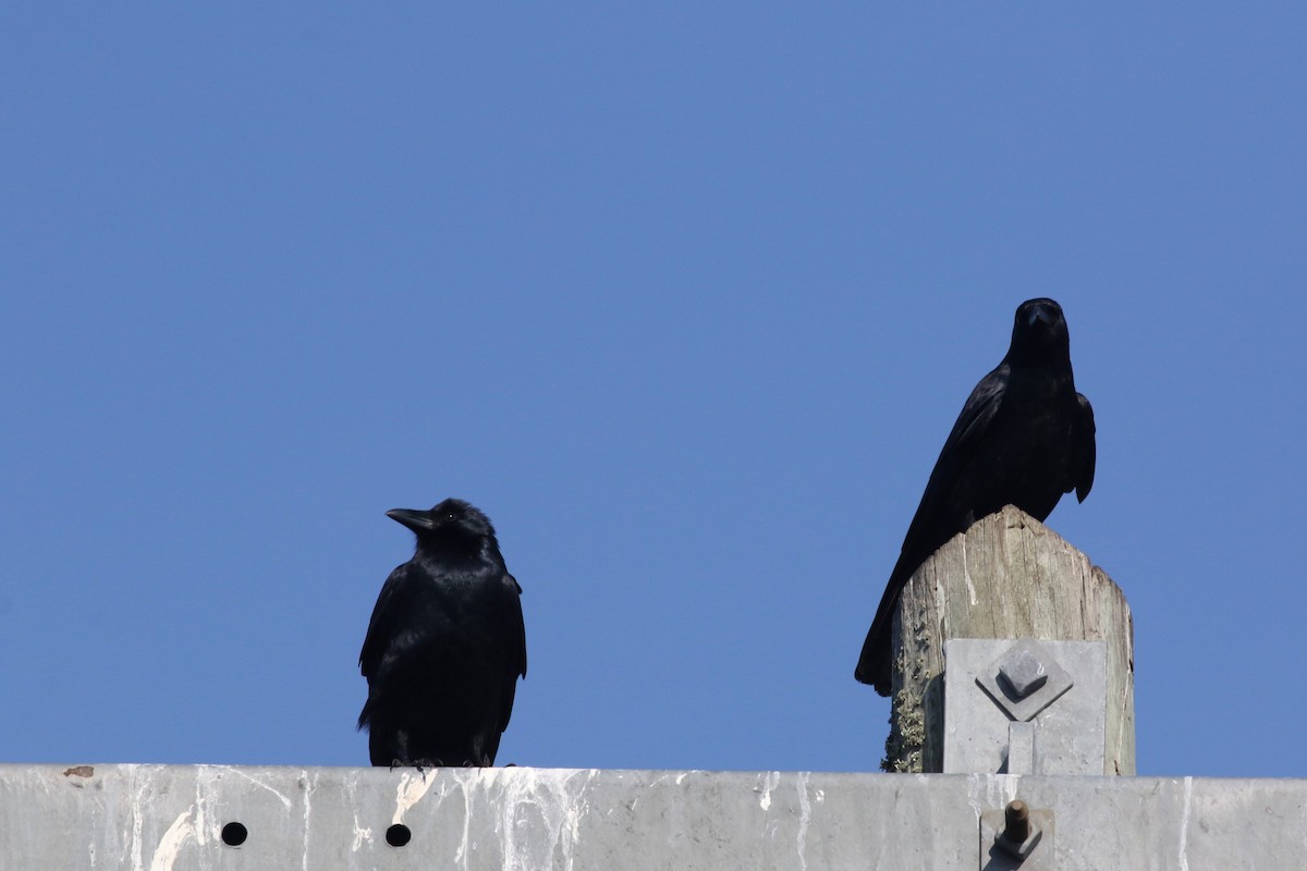 Fish Crow - ML646373219