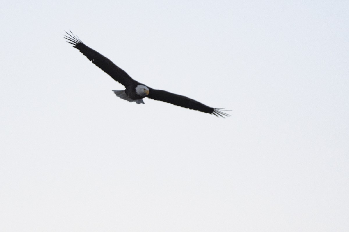 Pygargue à tête blanche - ML646373224