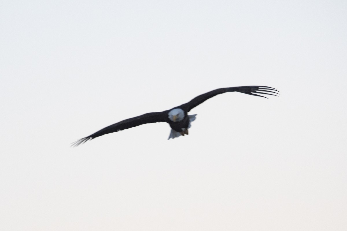 Pygargue à tête blanche - ML646373225