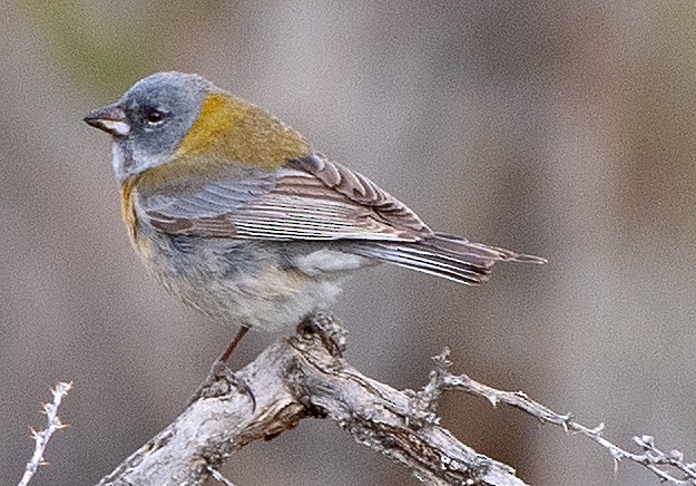Gray-hooded Sierra Finch - ML646373226