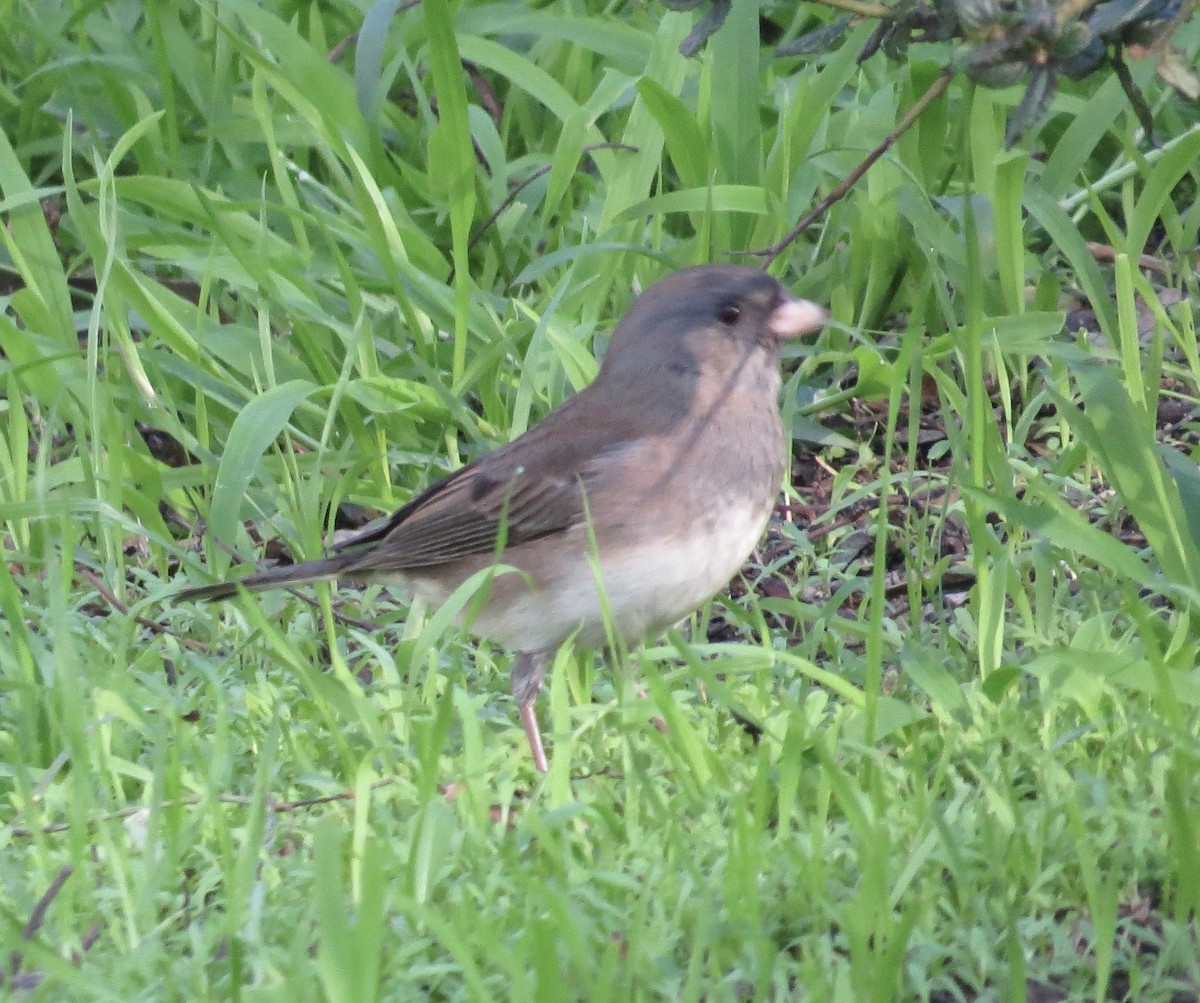 Dark-eyed Junco (Slate-colored/cismontanus) - ML646373228