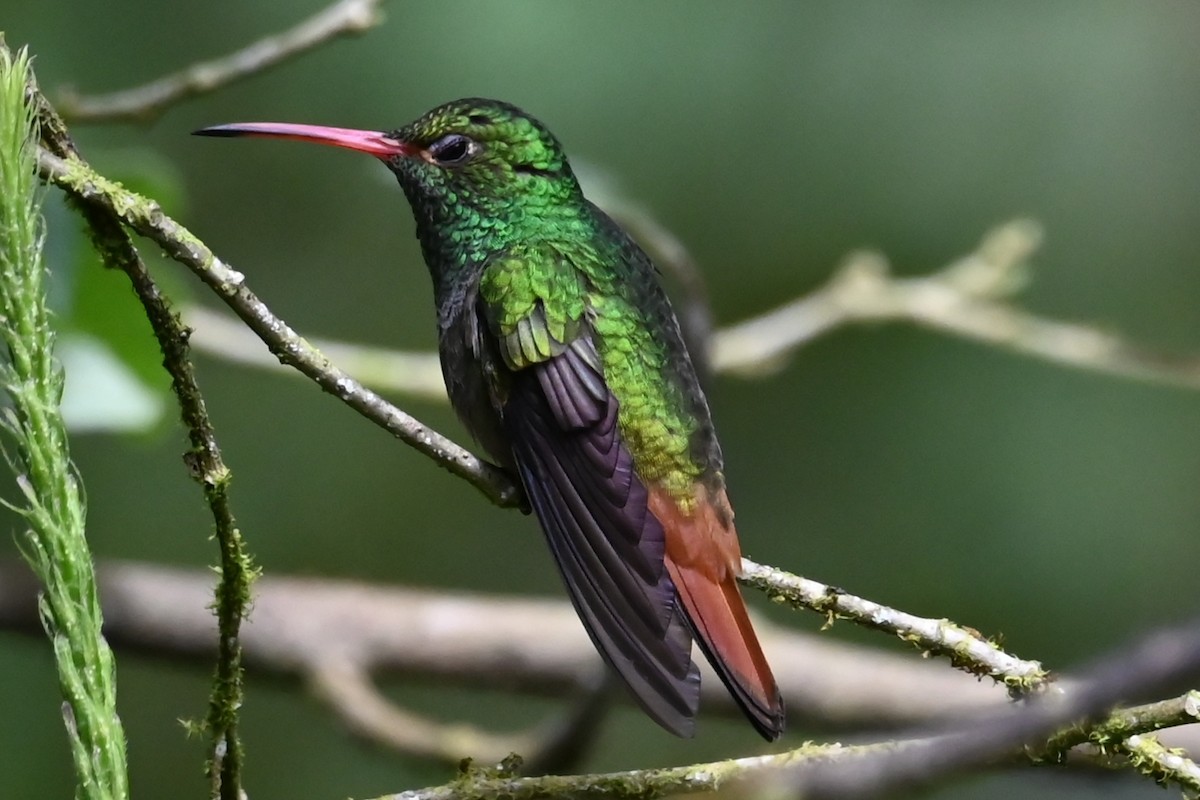 Rufous-tailed Hummingbird - ML646373230