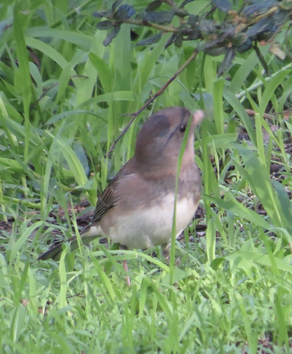 Dark-eyed Junco (Slate-colored/cismontanus) - ML646373231