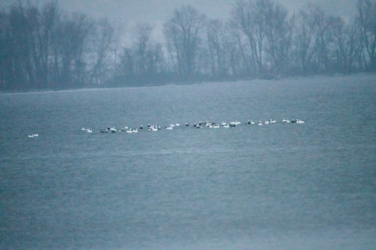 Snow Goose - ML646373238