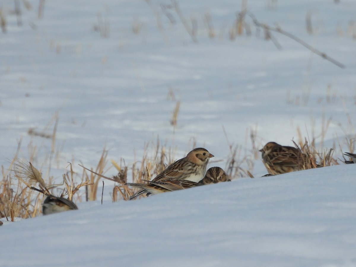 Lapland Longspur - ML646373239