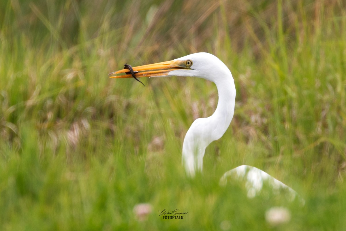Great Egret - ML646373240