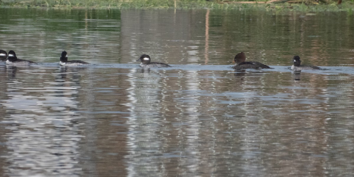 Hooded Merganser - ML646373243