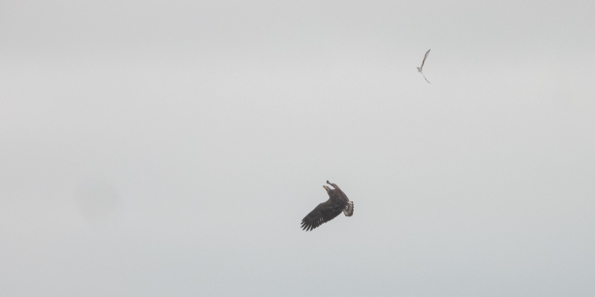 Pygargue à tête blanche - ML646373244