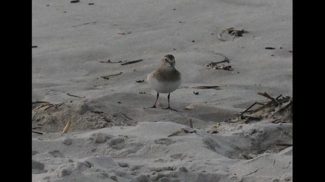 Baird's Sandpiper - ML646373247