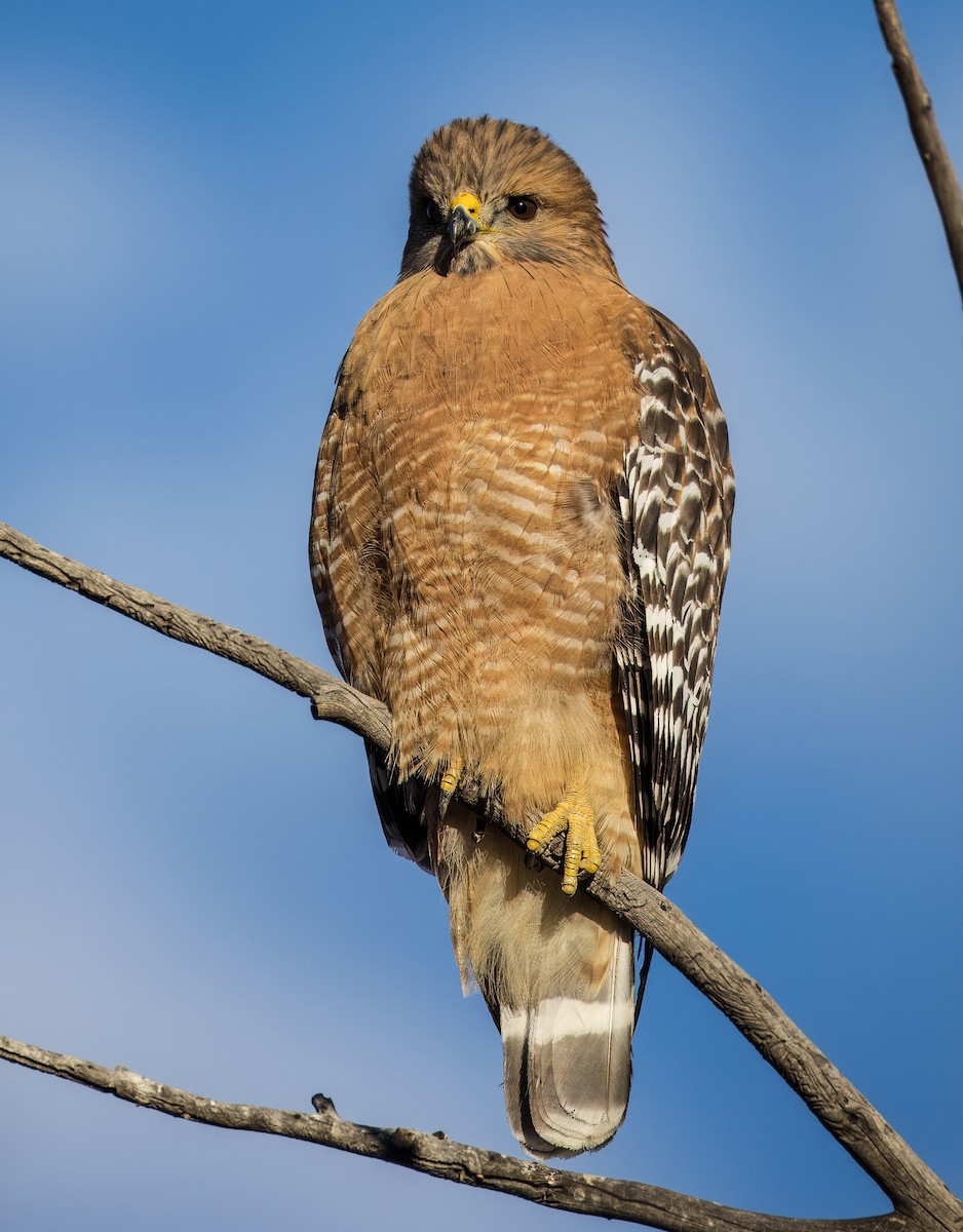 Red-shouldered Hawk - ML646373248
