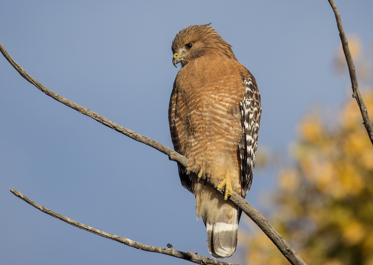 Red-shouldered Hawk - ML646373249