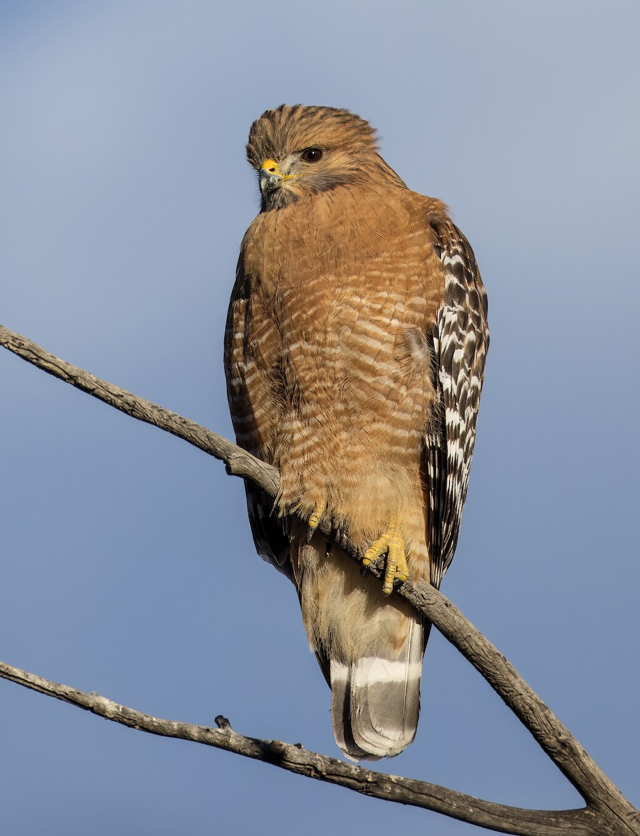 Red-shouldered Hawk - ML646373250