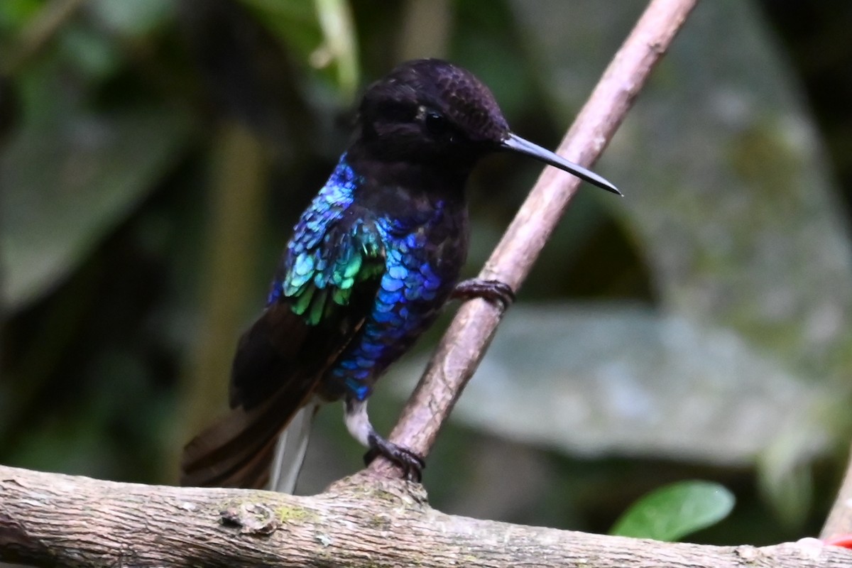 Velvet-purple Coronet - ML646373252