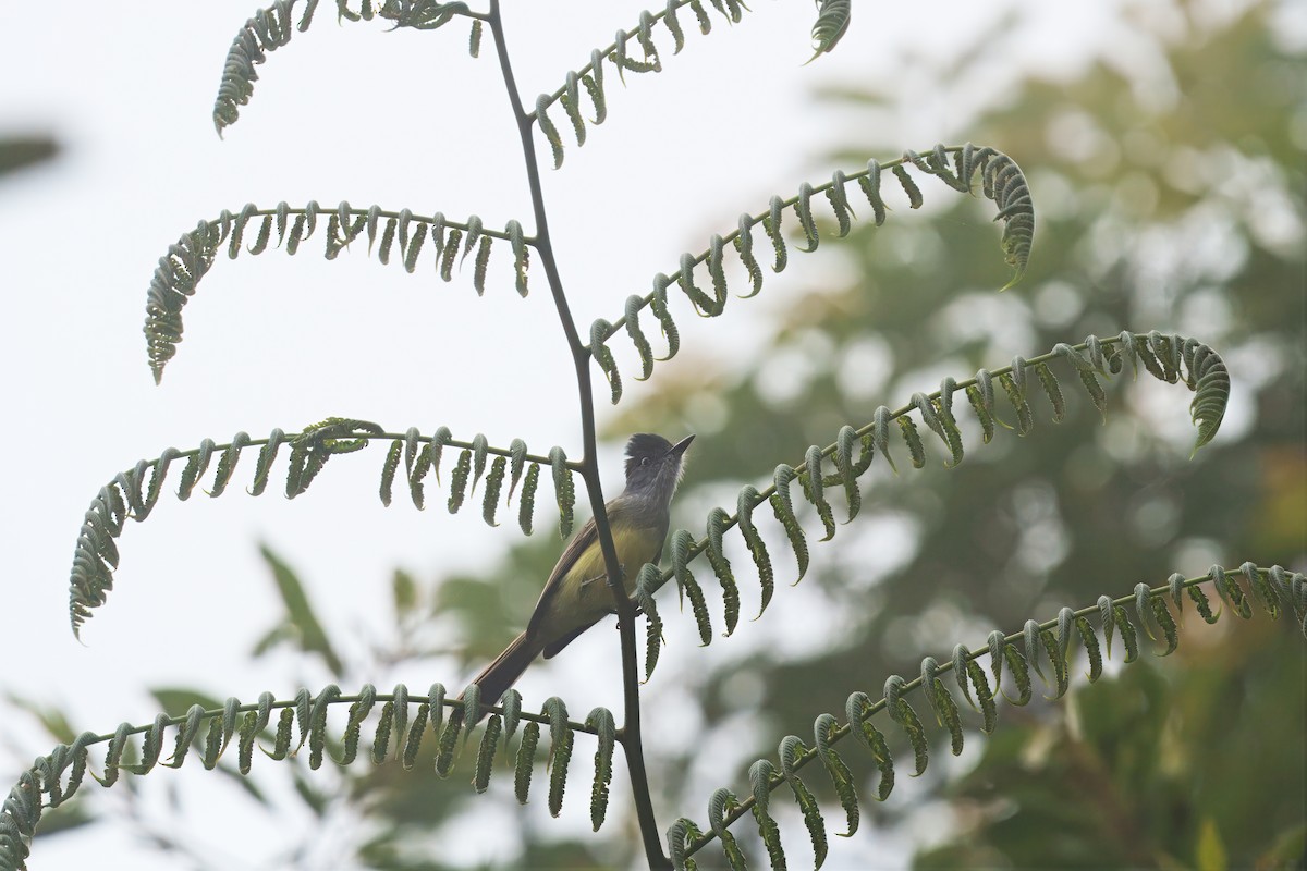 Dusky-capped Flycatcher - ML646373259