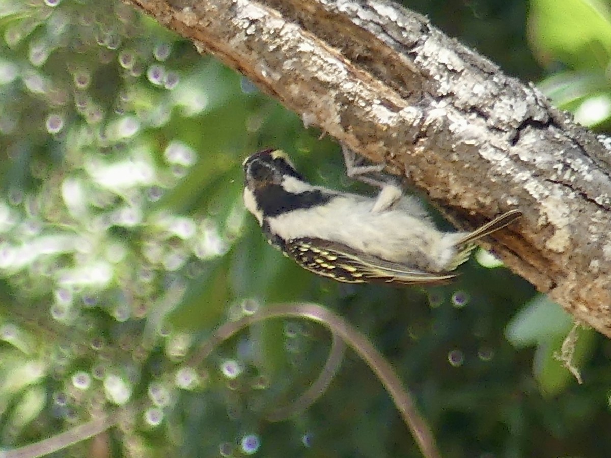 Barbican pie - ML646373260