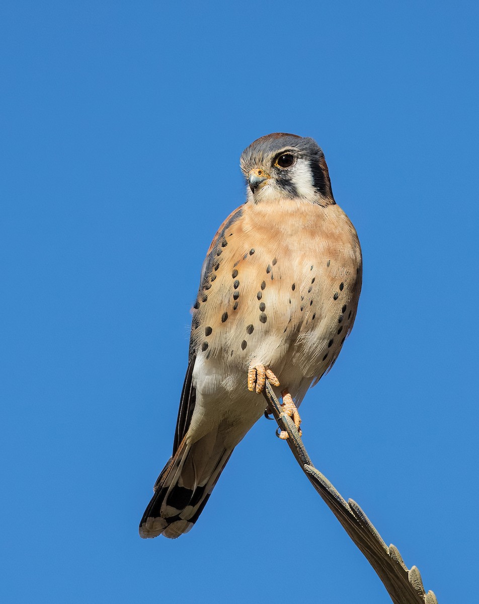 American Kestrel - ML646373262