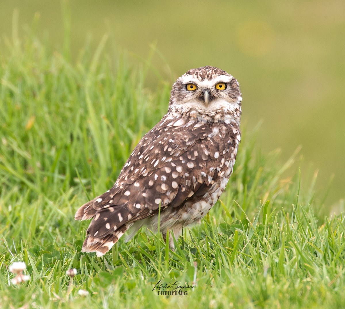 Burrowing Owl - ML646373263