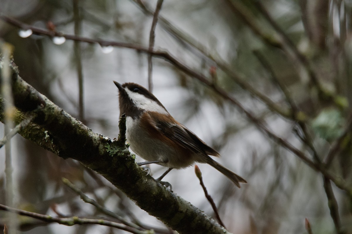 Chestnut-backed Chickadee - ML646373264