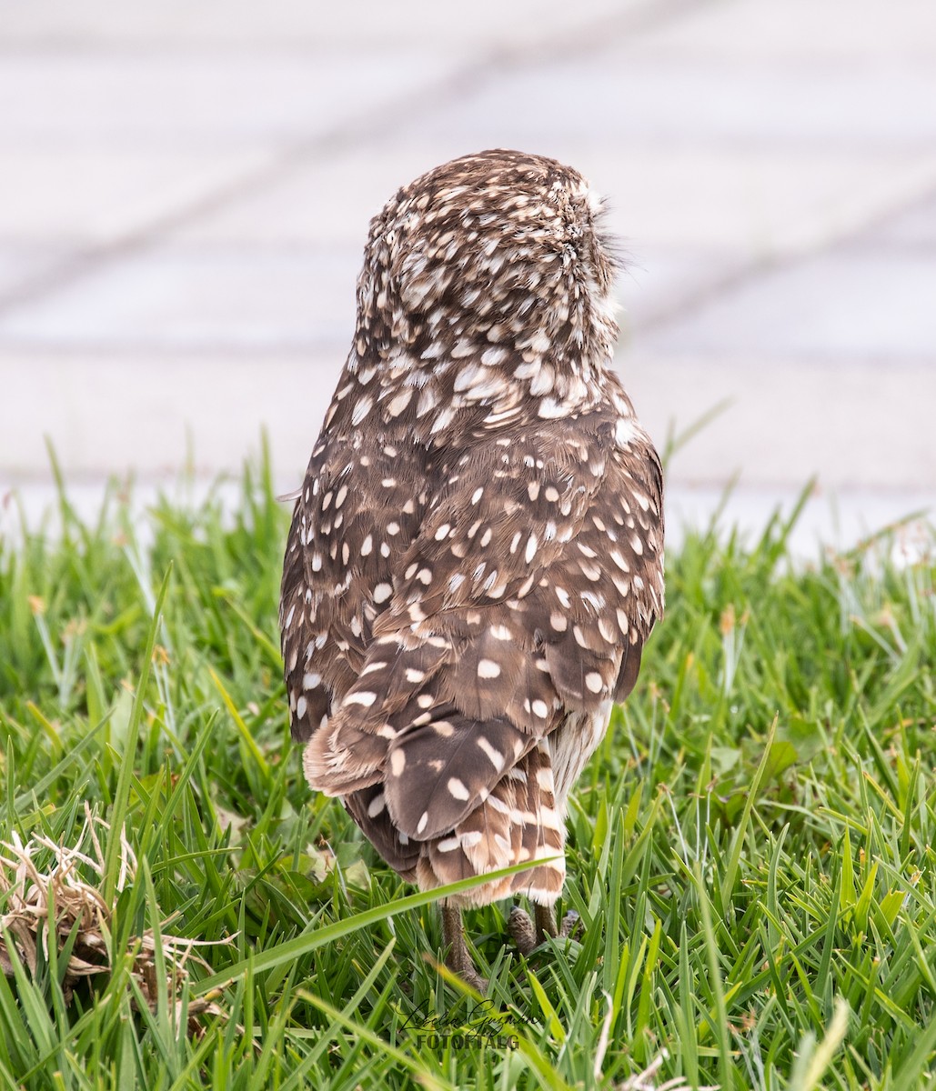 Burrowing Owl - ML646373265