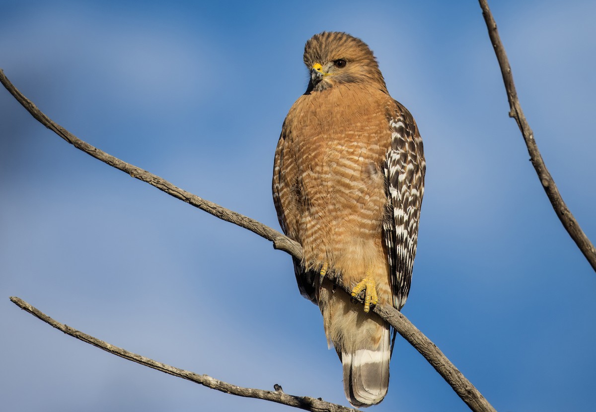 Red-shouldered Hawk - ML646373271