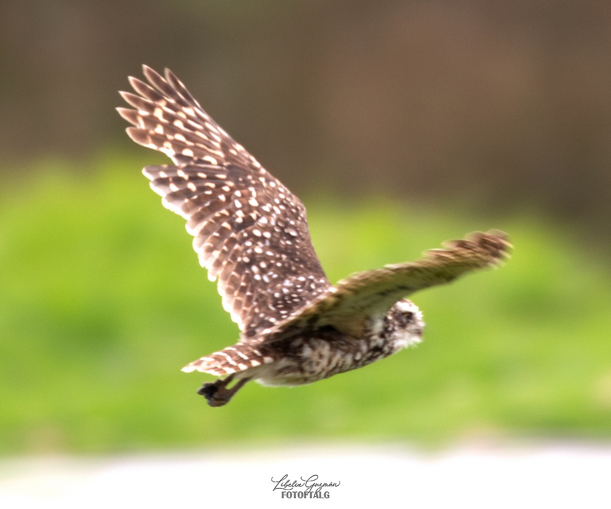 Burrowing Owl - ML646373272