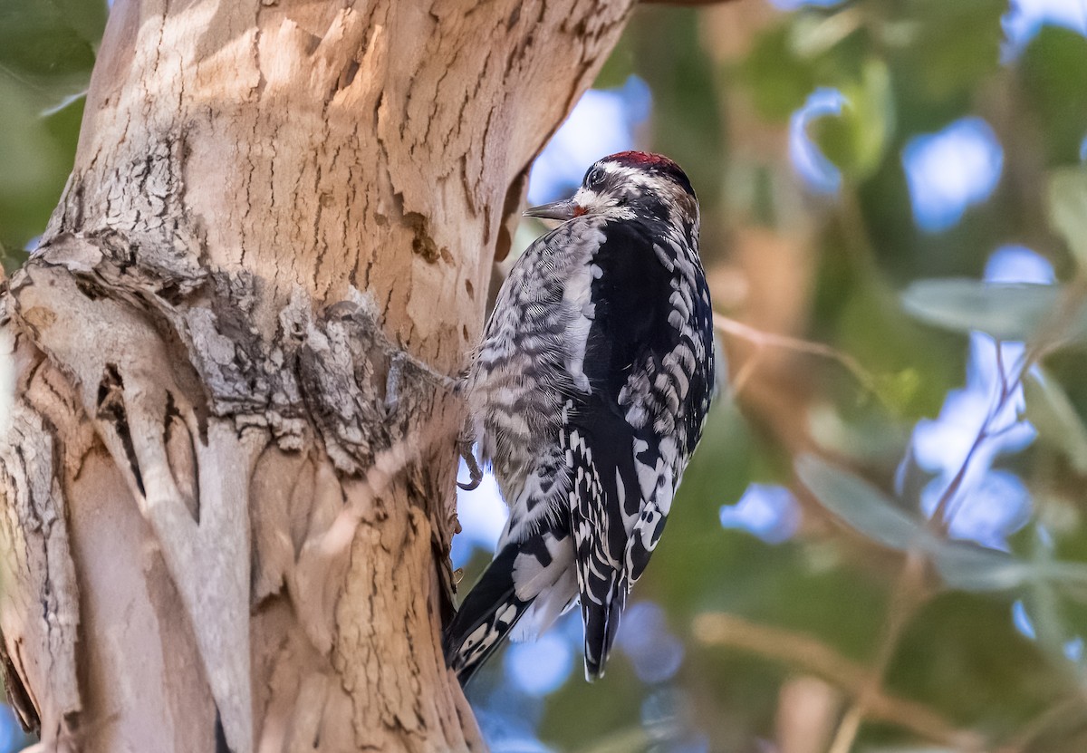 Red-naped Sapsucker - ML646373277